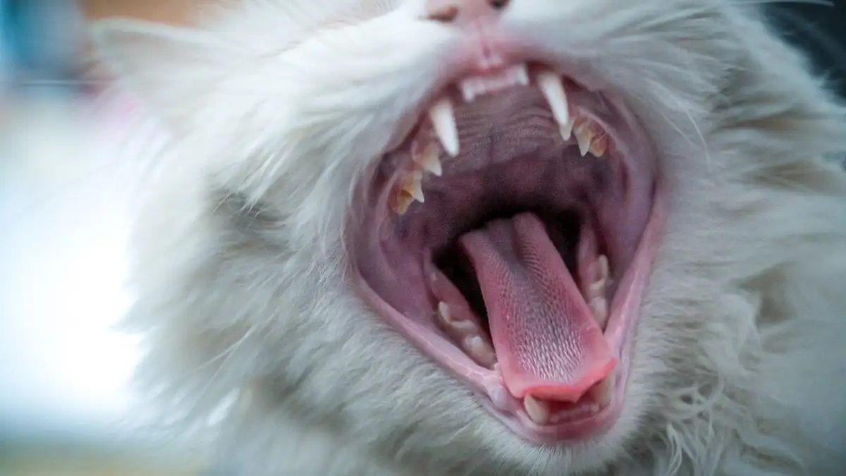 猫の歯みがきは1日10秒で足りるのか、無理なく続ける頻度