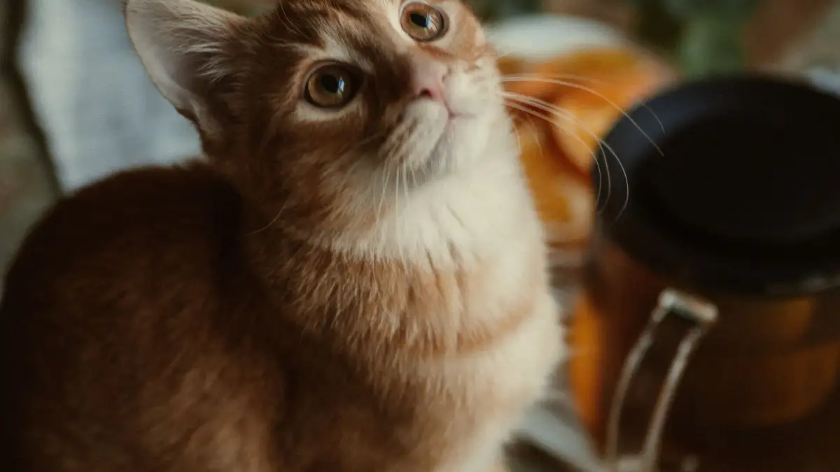 猫のいる部屋での日常のアロマやお香、植物由来用品の危険な理由