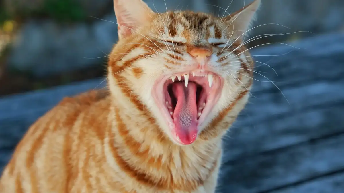 その口臭、猫だからと諦めてない？口元の受診サインをチェック