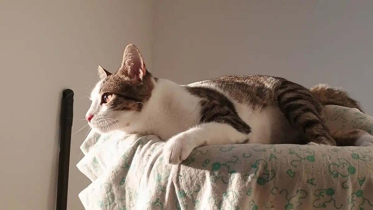 冬のこたつと室内の乾燥で猫の水飲みが減る理由と静電気の仕組み