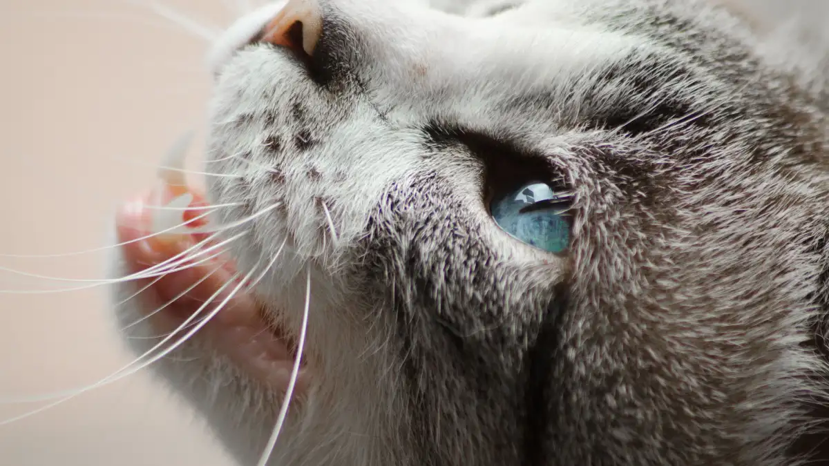 嫌がる猫の口の中でも10秒で終わる、歯ぐきのチェック手順