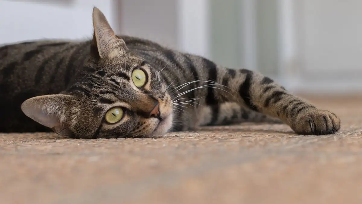 畳とフローリングとカーペットで変わる猫の毛掃除の順番と手順