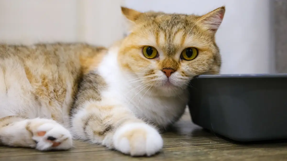 しつけ直しの前に猫がトイレ砂を嫌がる理由は深さと香りかもしれない