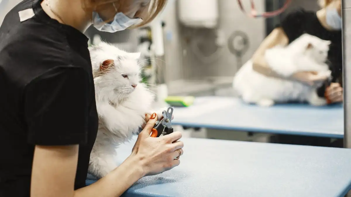 猫の爪切りは力で押さえない 抱き方で決まる手順と声かけの基本