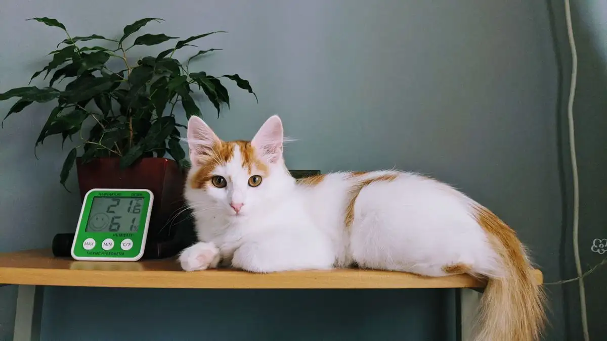 室温だけでは守れない猫の夏 湿度と初期サインの見極めチェック