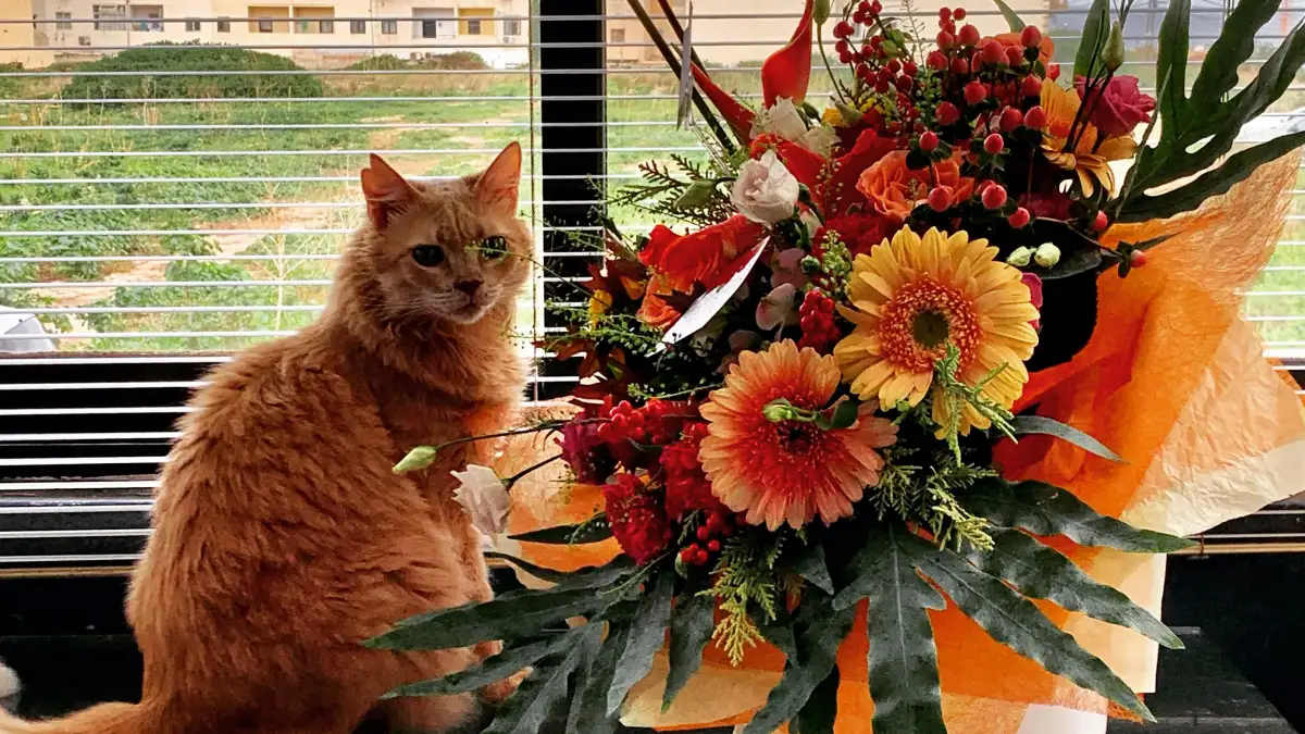 その仏花や贈り物の花束に猫への有毒植物が混ざっていませんか