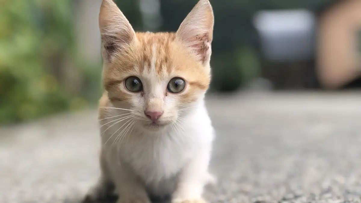 猫のワクチンと寄生虫予防の年間カレンダーに健診をどう組むか