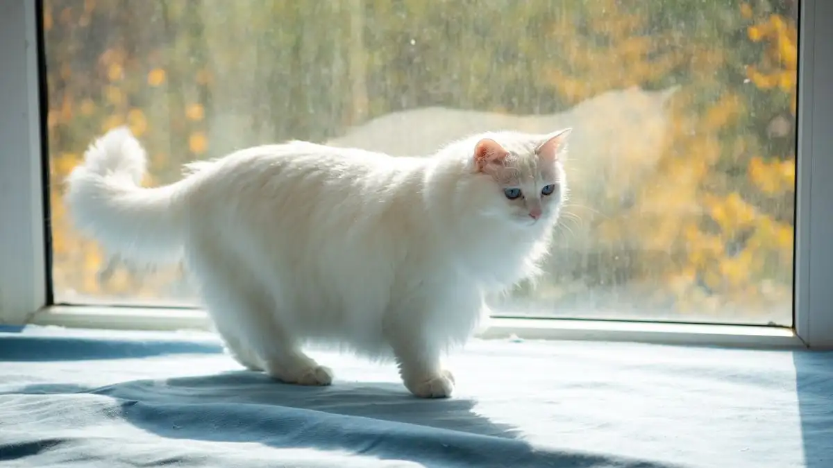 猫の春の抜け毛が多いのはなぜ換毛期の仕組みと量の見極め方