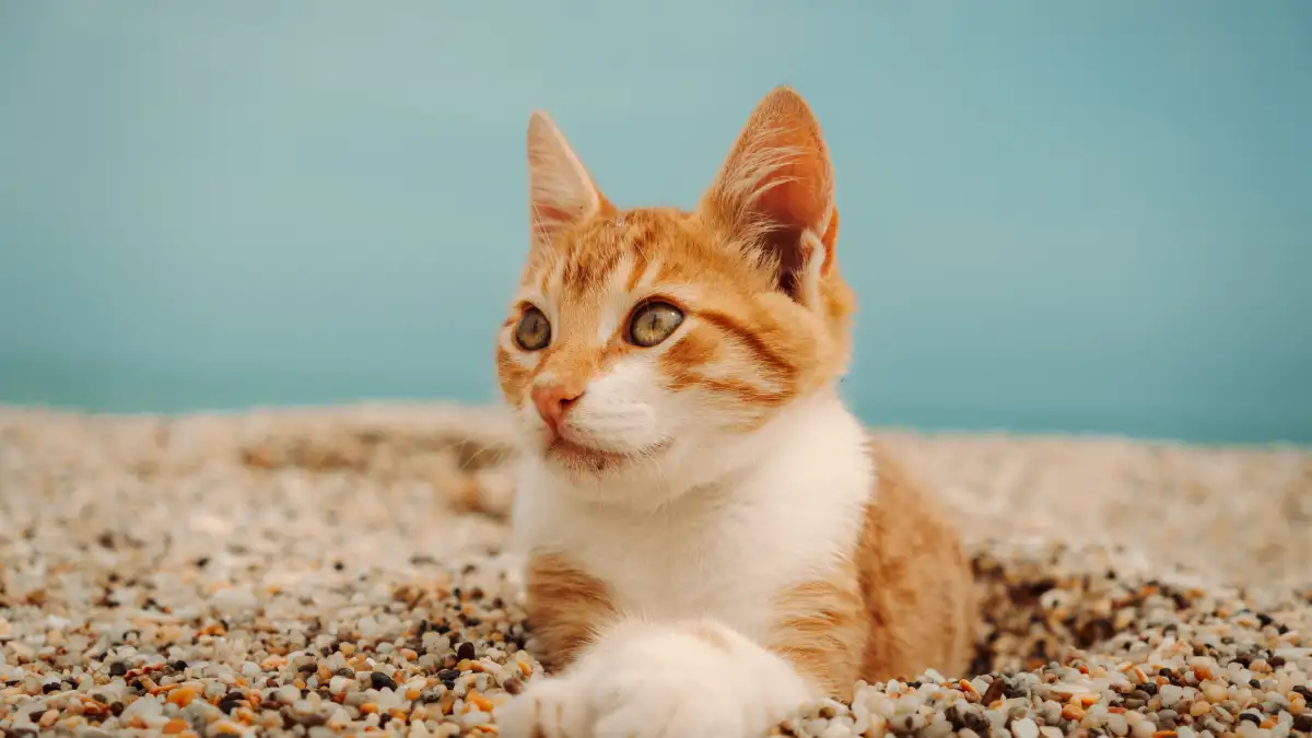 猫砂は種類より先に何で選ぶ？失敗しないための素材の見分け方