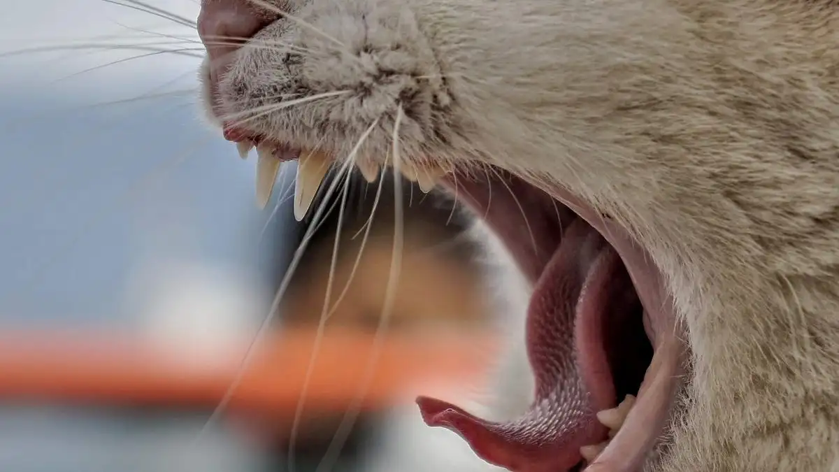 獣医が実践する毎日口を開けずに磨く猫の歯みがきの基本手順