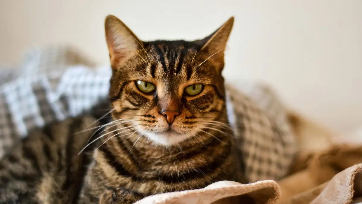 洗剤の成分表示は法律で決まっている 猫の家での読み方の基本