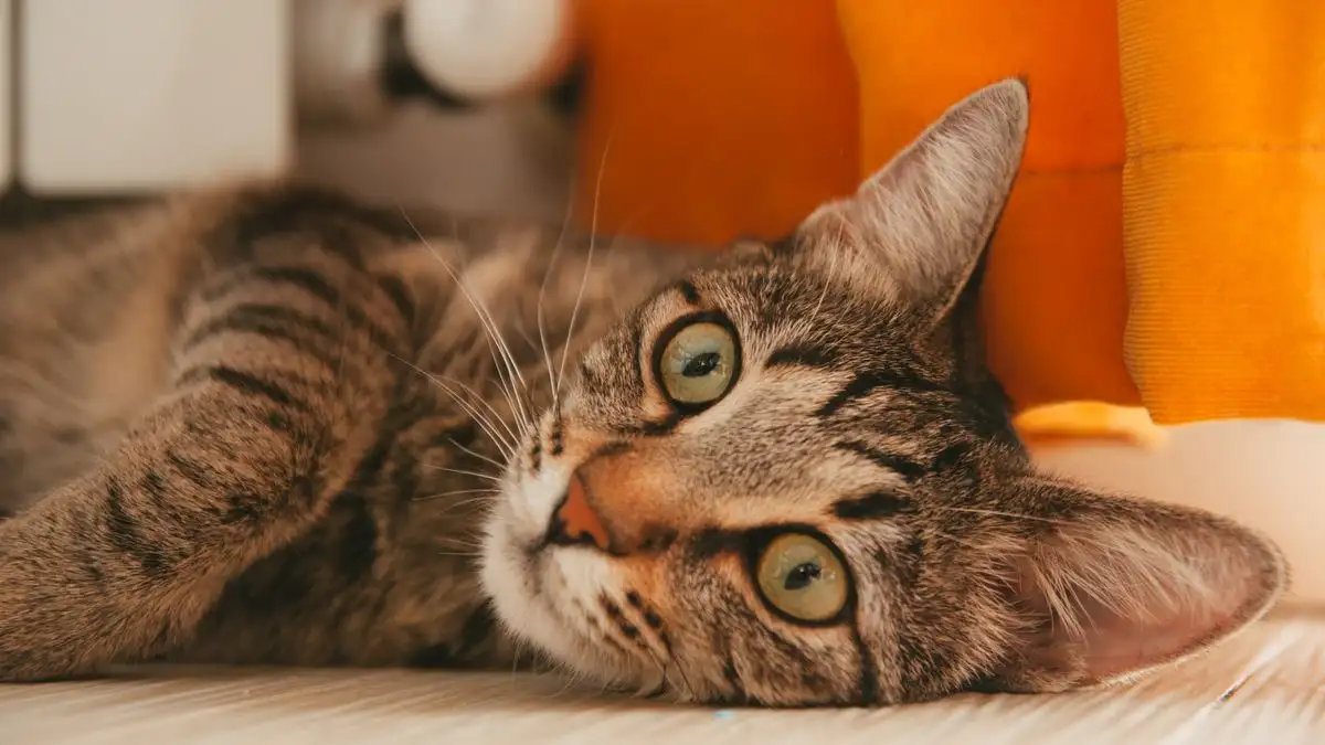 暖房の乾燥が猫の目やにを増やす？冬の部屋づくりの見直し方