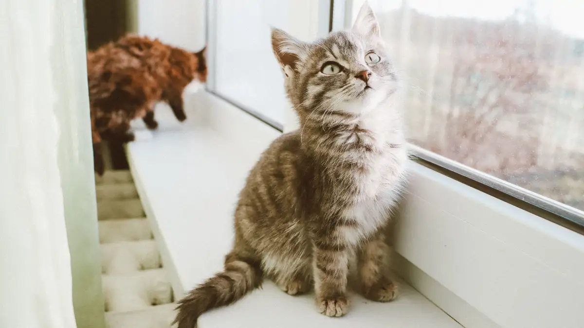 暖房の効いた部屋が猫の乾燥を少しずつ進める 冬の住環境の整え方