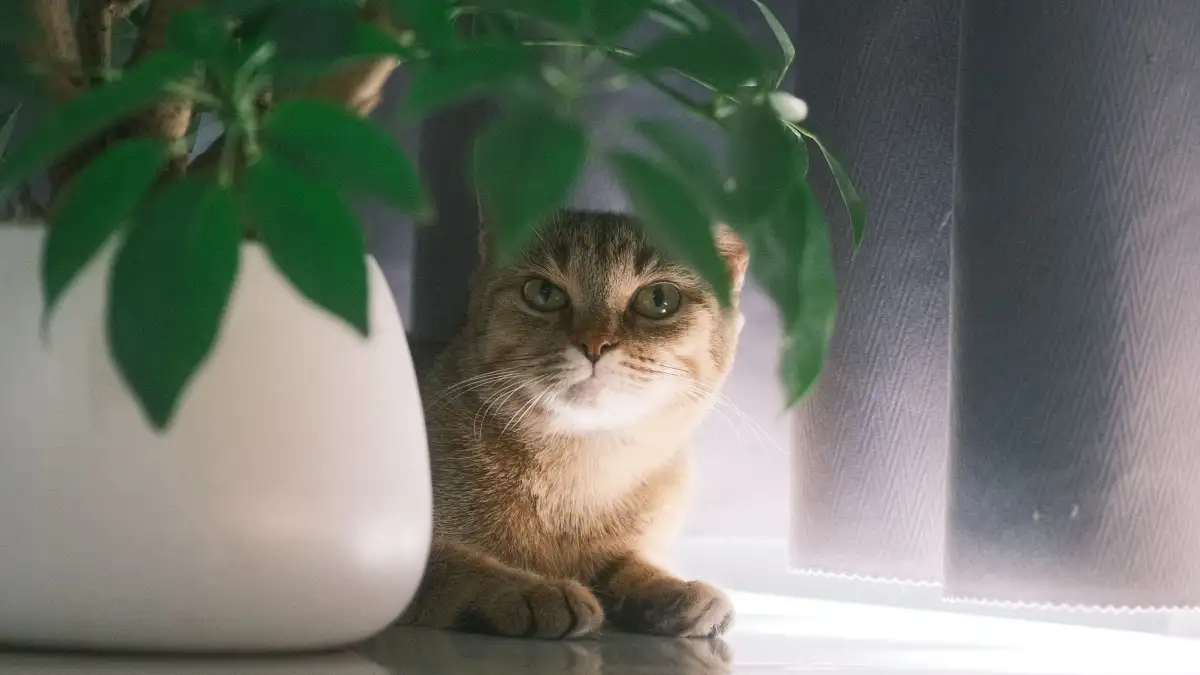 猫がいる部屋の観葉植物を、有毒か安全か見分けて配置し直す