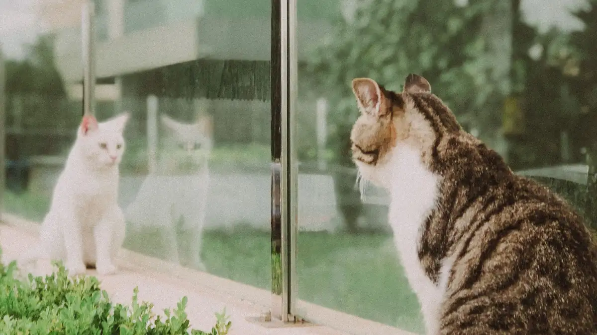 室内飼いでもベランダに出るなら外と同じ予防が必要になる理由