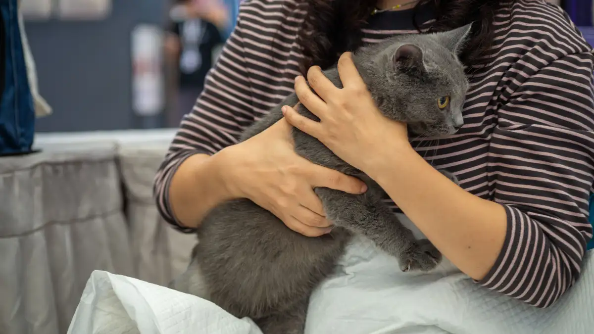 子猫の爪切りは足先タッチから 4段階で慣らす練習の進め方