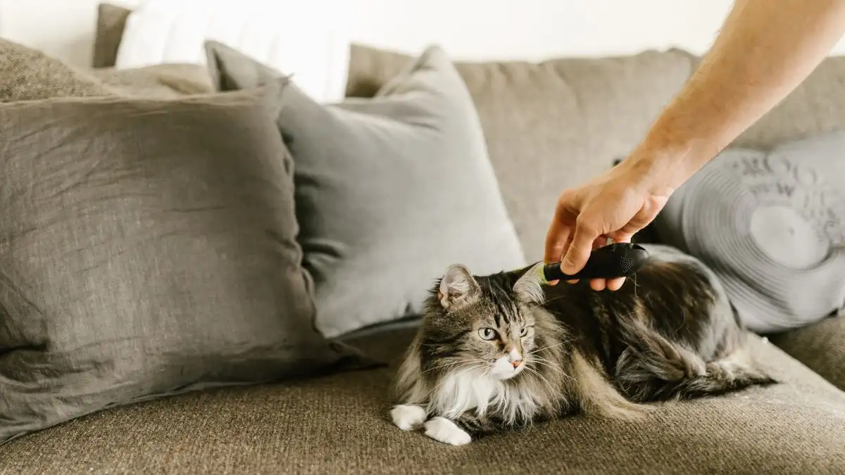 長毛猫のブラッシング 毛玉を防ぐための毎日の梳き方とコツ