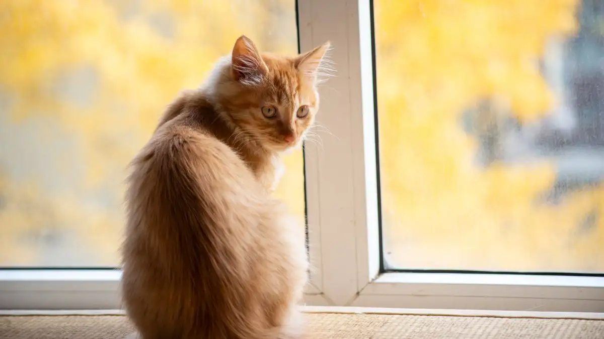 舞う猫の毛を減らすには換気と湿度の順番が効く春の抜け毛対策
