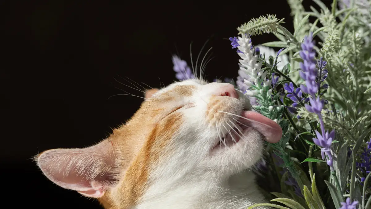 有毒植物を手放した自宅でも、猫と楽しめる安全な植物の選び方