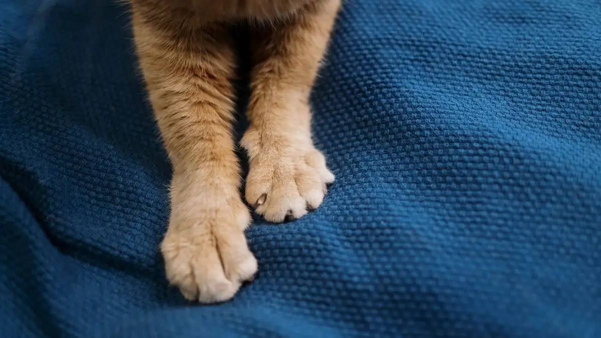 シニア猫の爪切りは無理に立たせない 座ったまま切る手順の基本