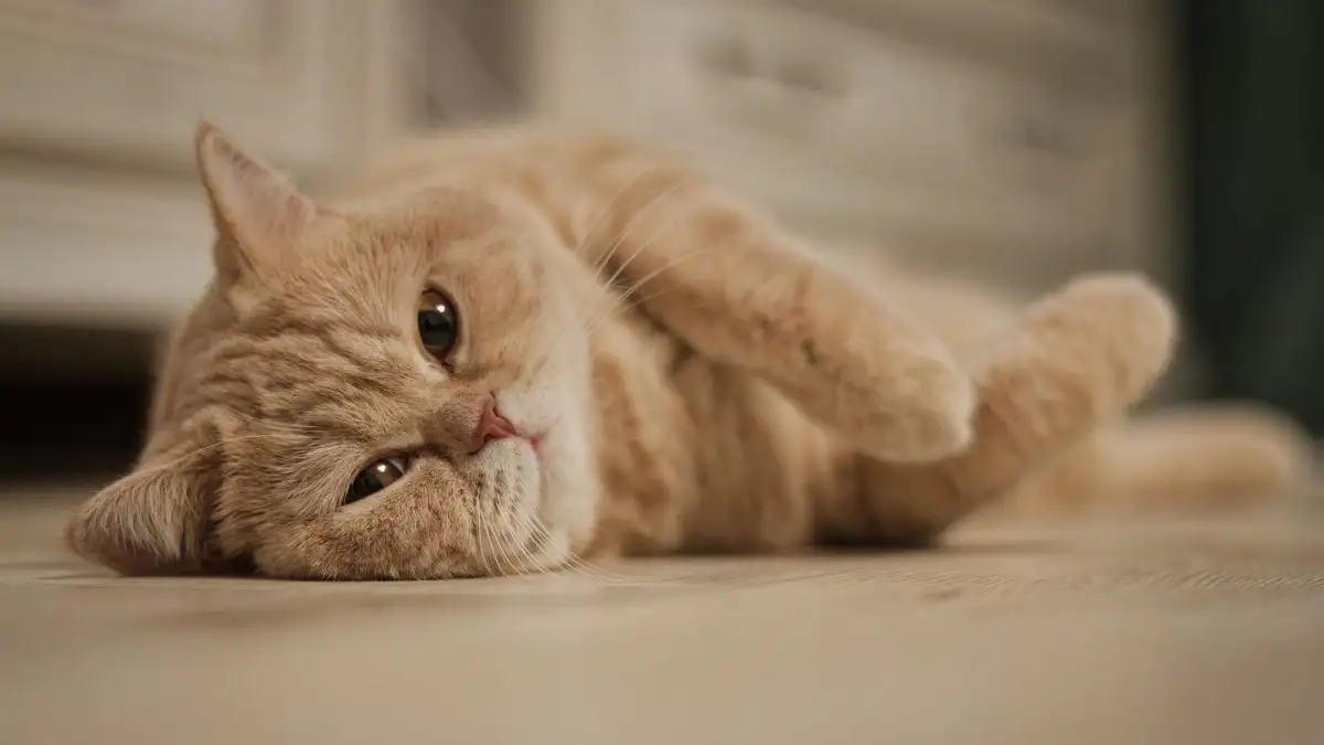 うちの猫が7歳を過ぎたら、健診の間隔はどう変えていくべきか