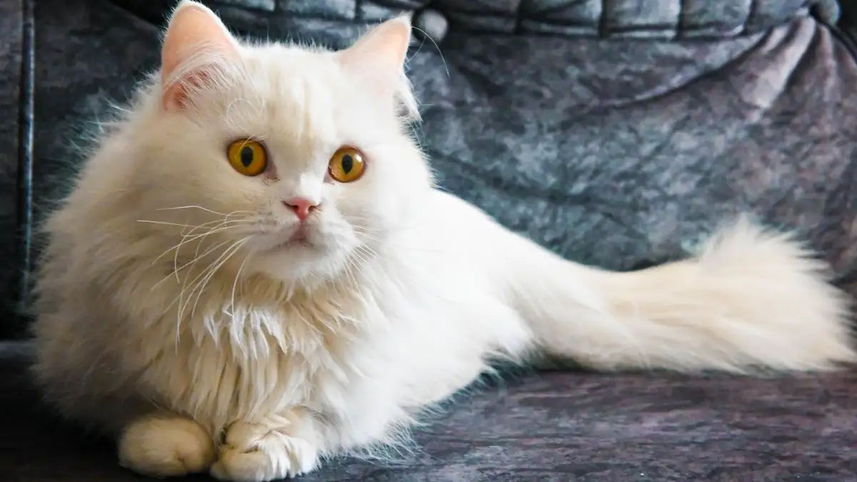 ソファに残る春の猫毛は洗濯の前に落とすと取れやすい理由と手順