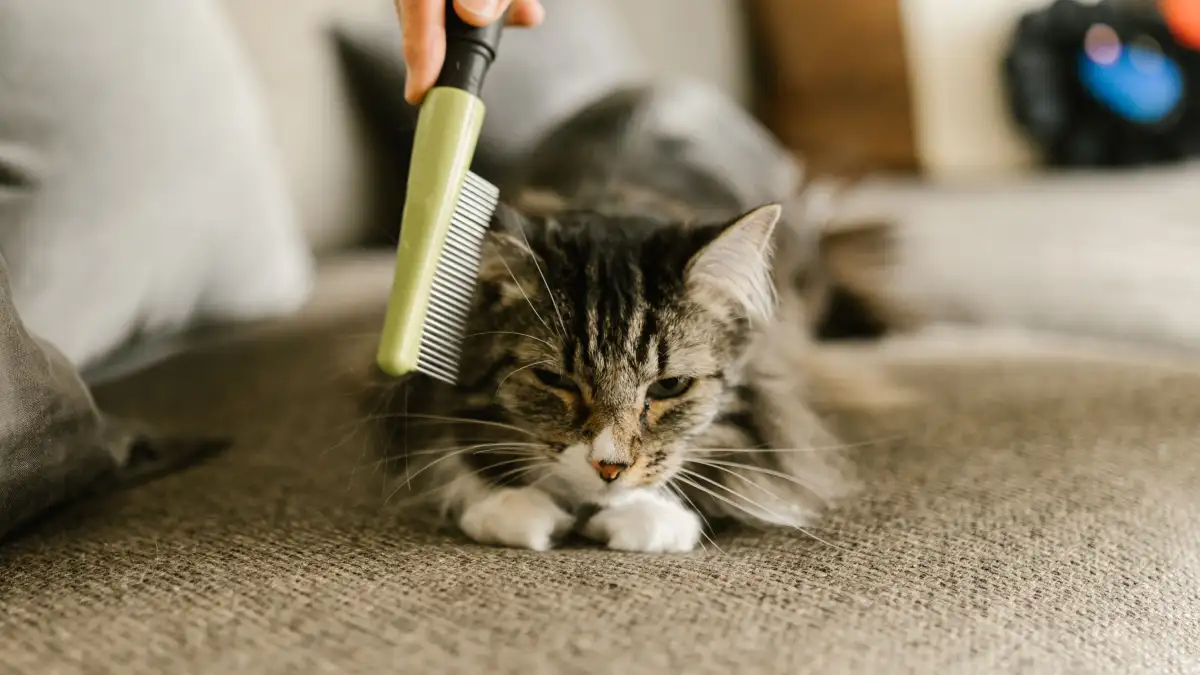 春の抜け毛に毎年疲れる猫との暮らしを変える掃除計画の立て方