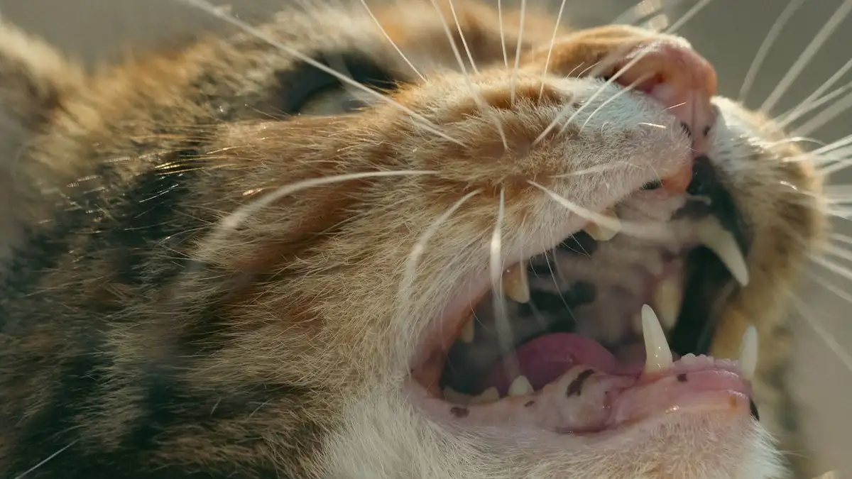 口を触らせない猫に、まず触る場所から変える段階的な慣らし方