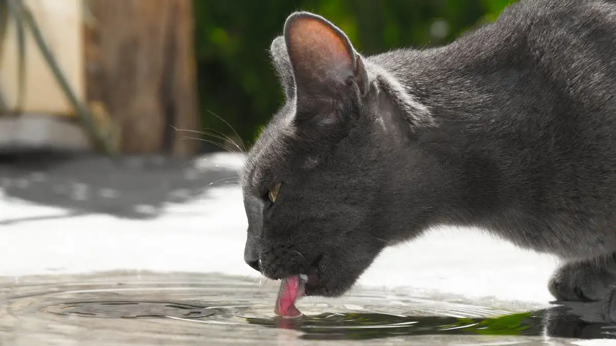 夏に水を替えないと猫の飲水量は気づかないうちに落ちていく
