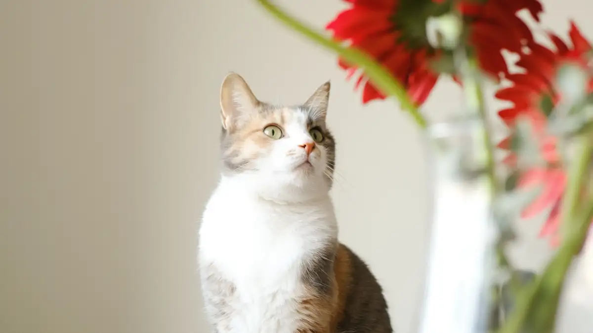 猫がいる家庭で見直す有毒植物リスクを部屋・ベランダ別にチェック
