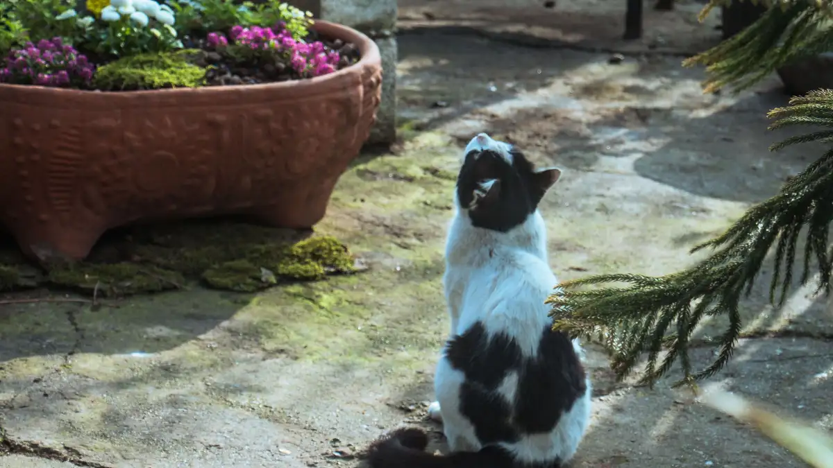 猫が出入りするベランダや庭に、有毒植物を植えていませんか