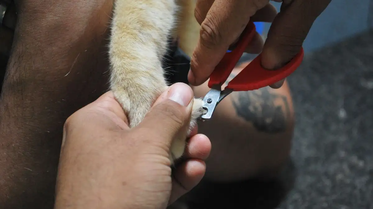 猫の爪切りはどこまで切るか 自宅で続ける基本手順と頻度の目安