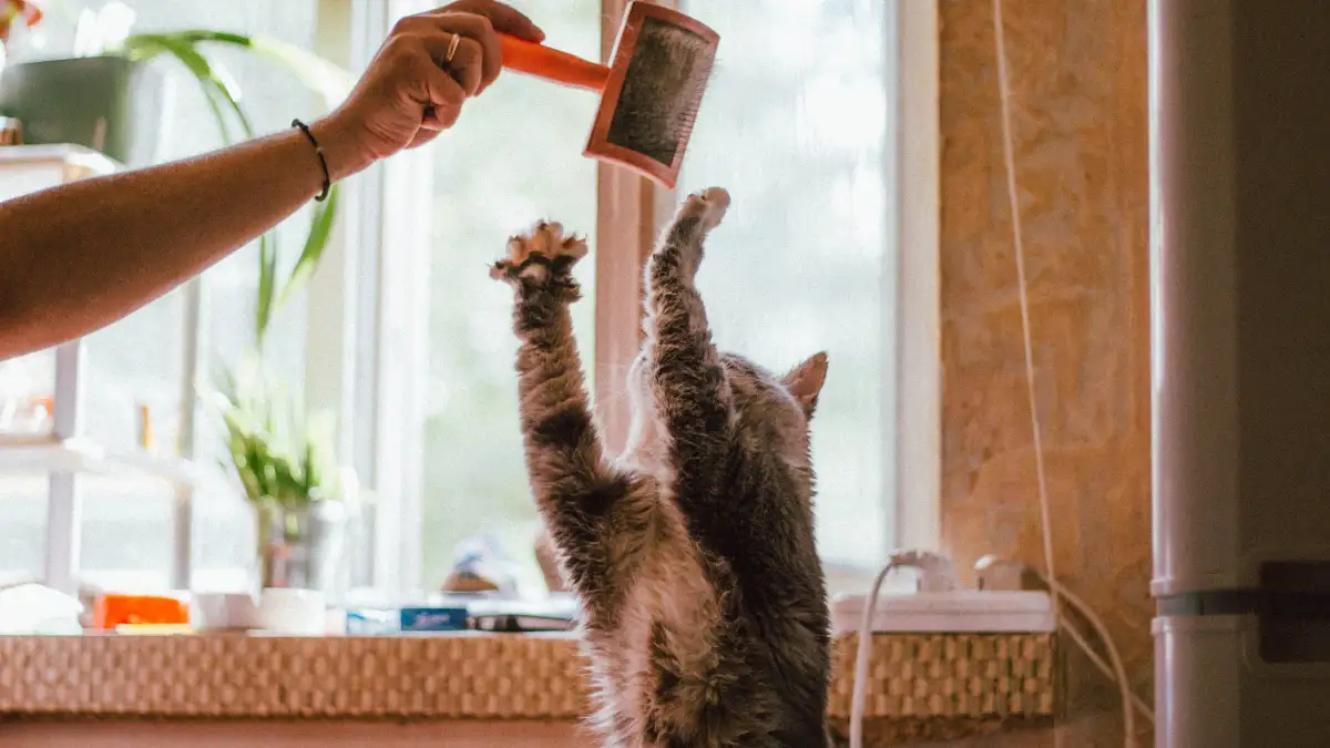 冬のフケが気になって強くブラッシングするほど猫の毛が傷む理由
