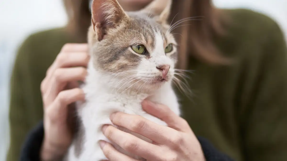 猫を撫でるとバチッとくる冬の静電気は手と部屋から減らせる